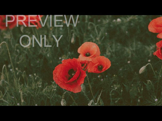 Field Of Poppies: Memorial Day Title 3 Still