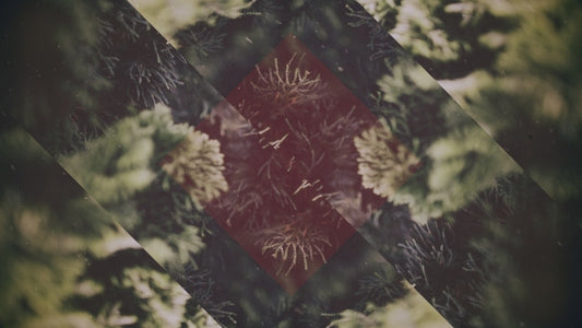 Christmas Forest 01
