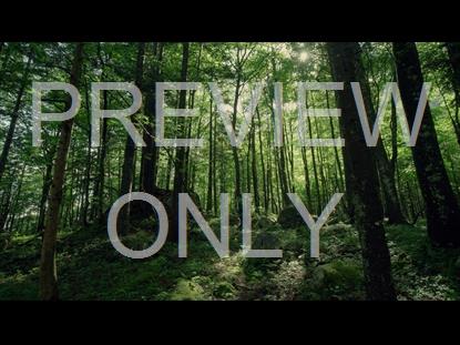 Renew Lush Forest Still