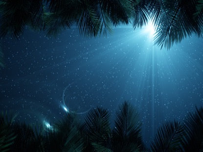 Sky View Palm Branches Night Scroll