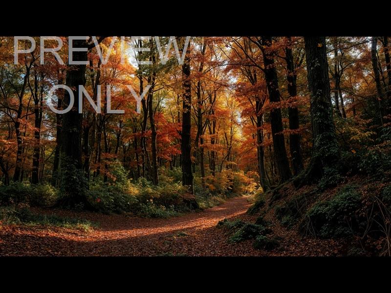 Forest Fall 9 Still