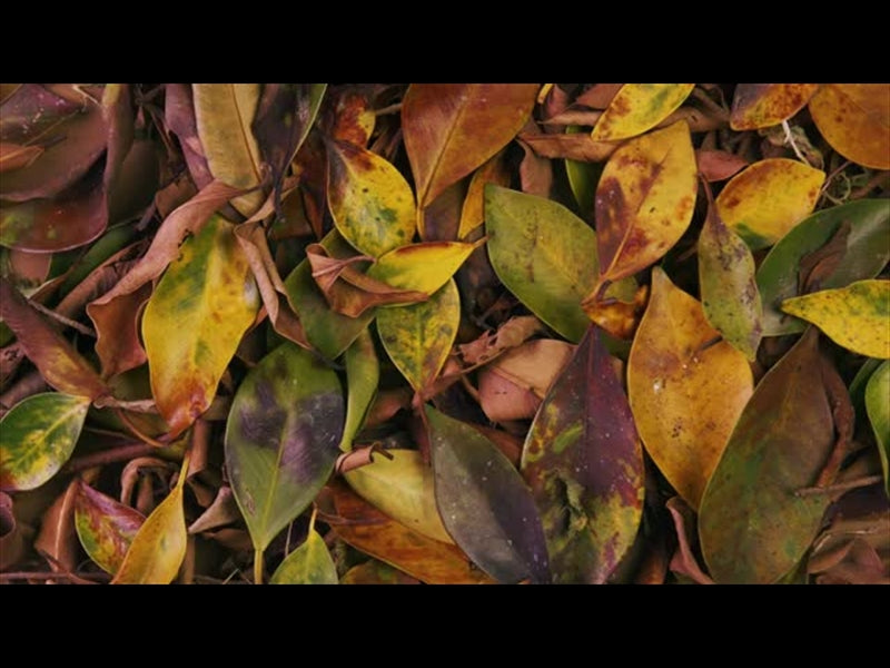 Autumn Leaves 4