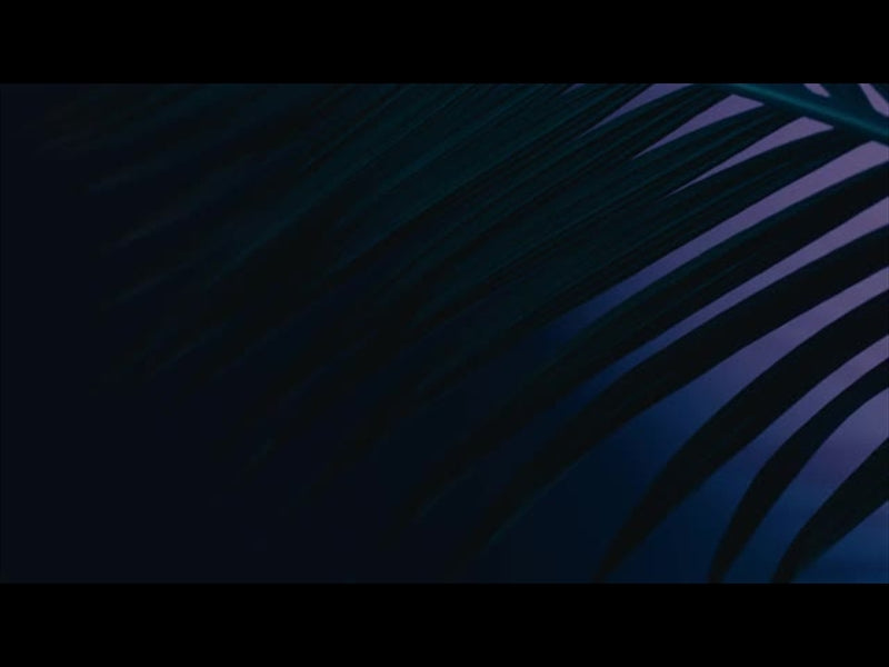 Cinematic Palms Loop 28