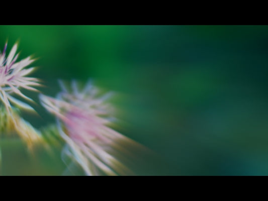 Forest Light Loop 08