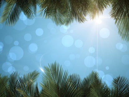 Sky View Palm Branches Blue Fast