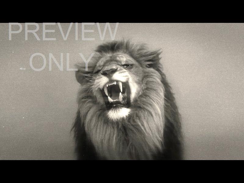 Bible Animals 2 Lion Bw Still