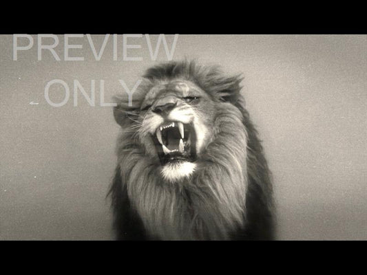 Bible Animals 2 Lion Bw Still