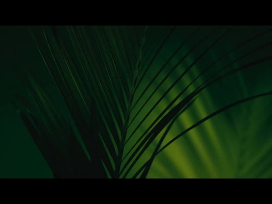 Cinematic Palms Loop 9