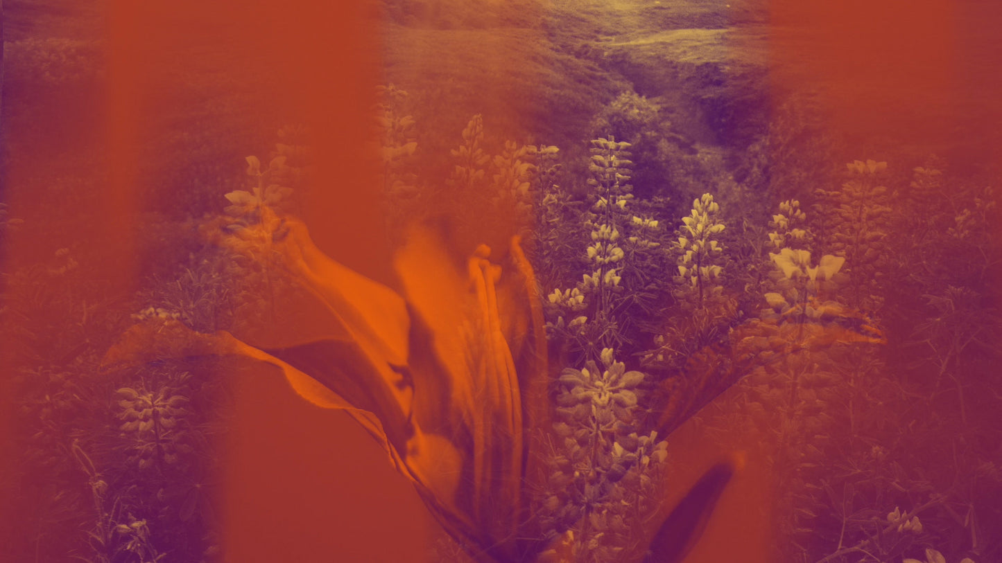 Floral Reflections 10 Still