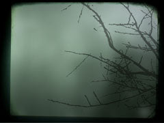 Branch 1