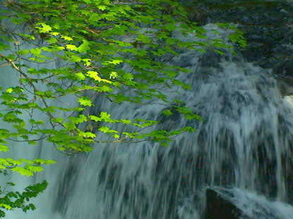 Maple Falls