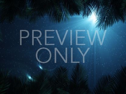 Sky View Palm Branches Night Scroll