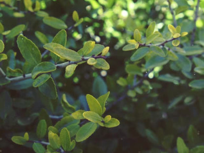 Spring Green Bush