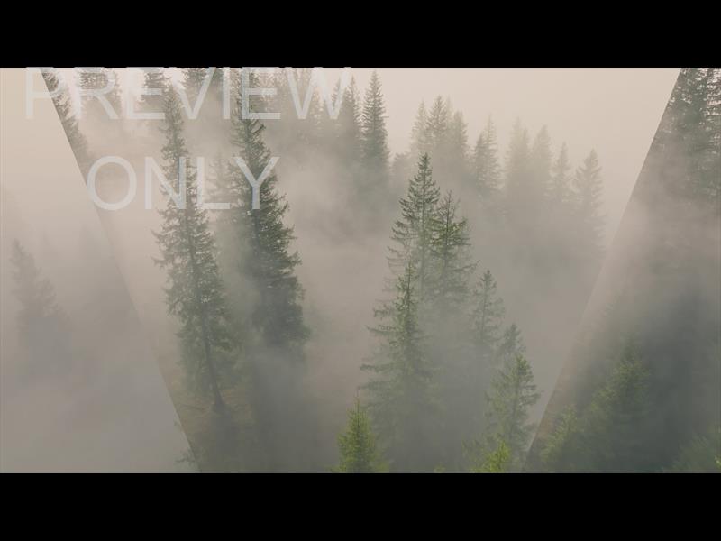Misty Pines Reverse Flight Still