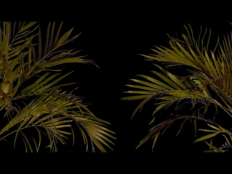 Sun Palms 15