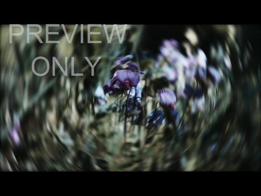 Radial  6 Still