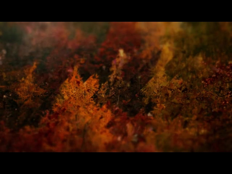 Autumns End 4