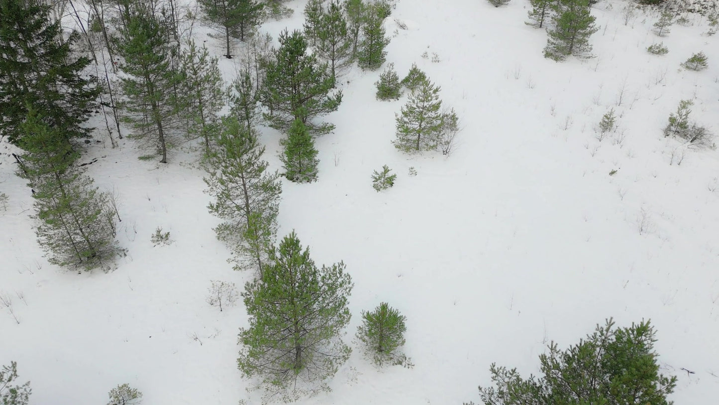 Winter Woods Still 02