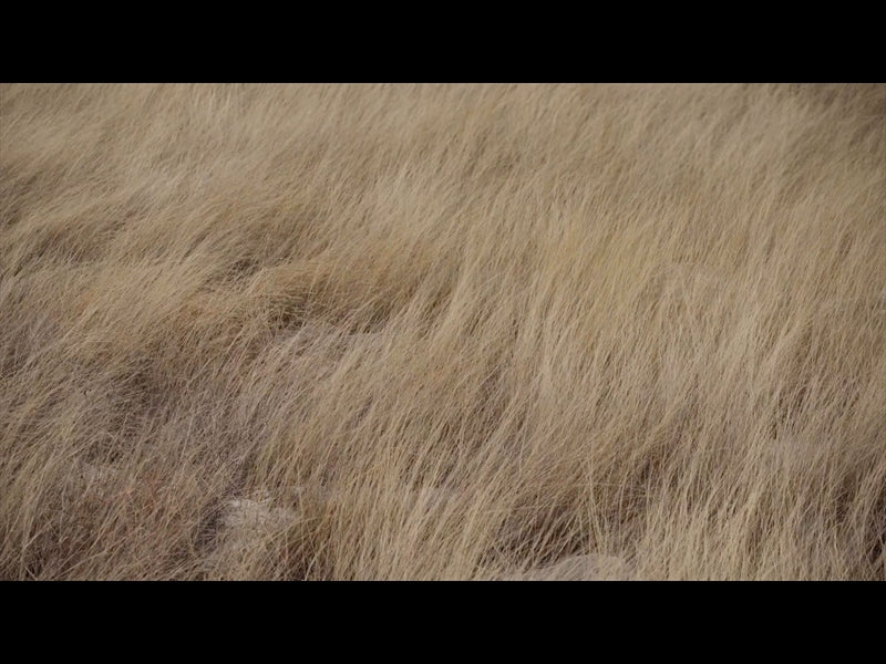 Grassy Field Loop