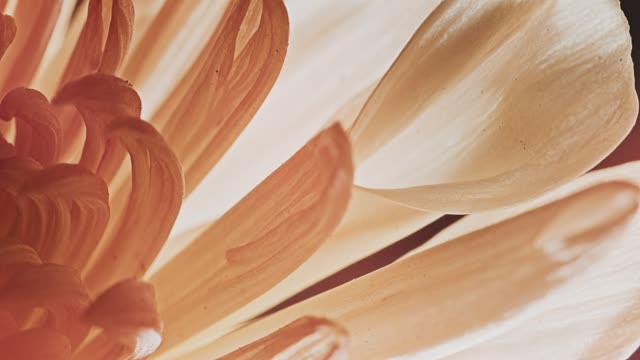 Flowers Of The Field Loops 10
