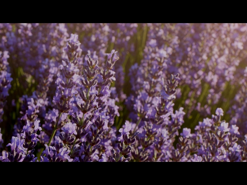 Flower Garden Loop 01