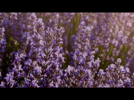Flower Garden Loop 01