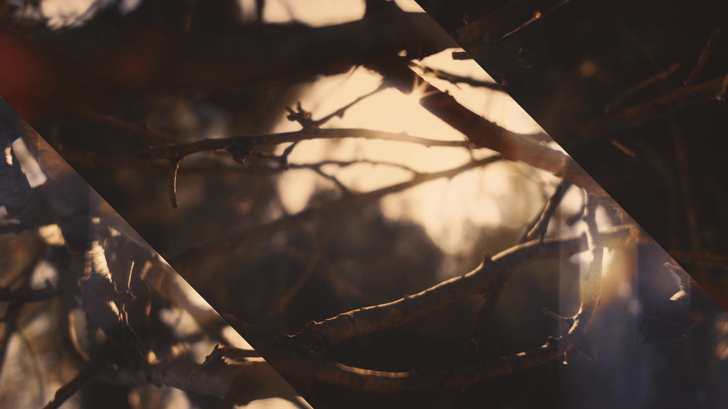 Autumn Dream Vision Alt Still