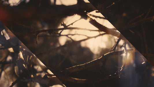 Autumn Dream Vision Alt Still