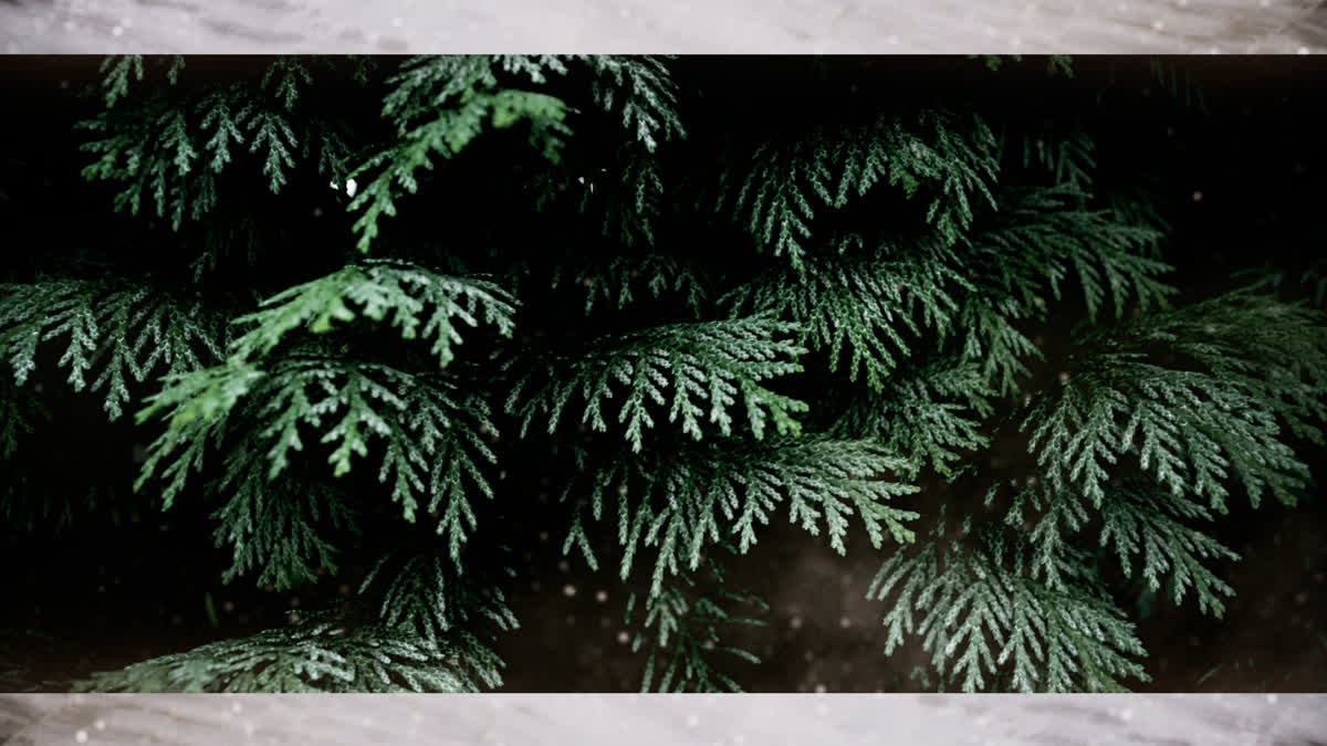 Evergreen 6 Alt