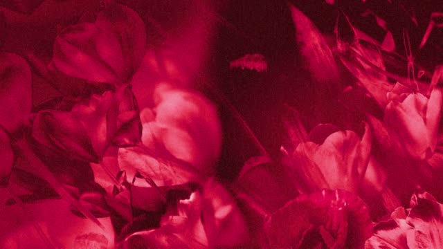 Hyper Bloom 9