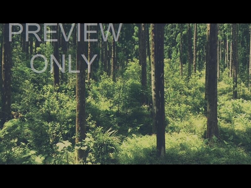 Deep Forest Reverse Flight Still