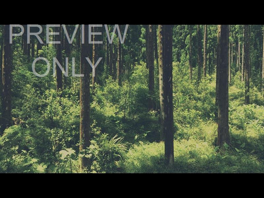 Deep Forest Reverse Flight Still