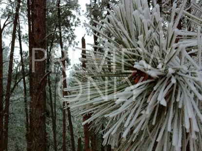 Winter View