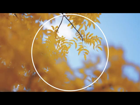 Fall Shadow Loop 1
