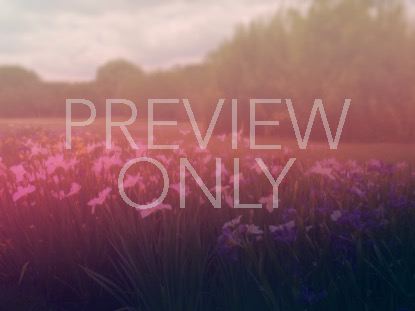 Wildflower 3 Still