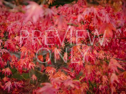 Red Leaves