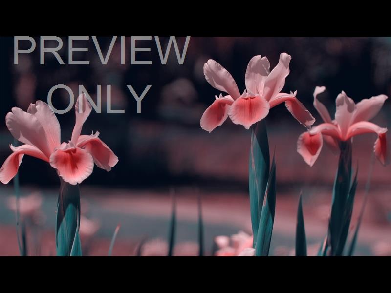 Mothers Day Garden 10 Still