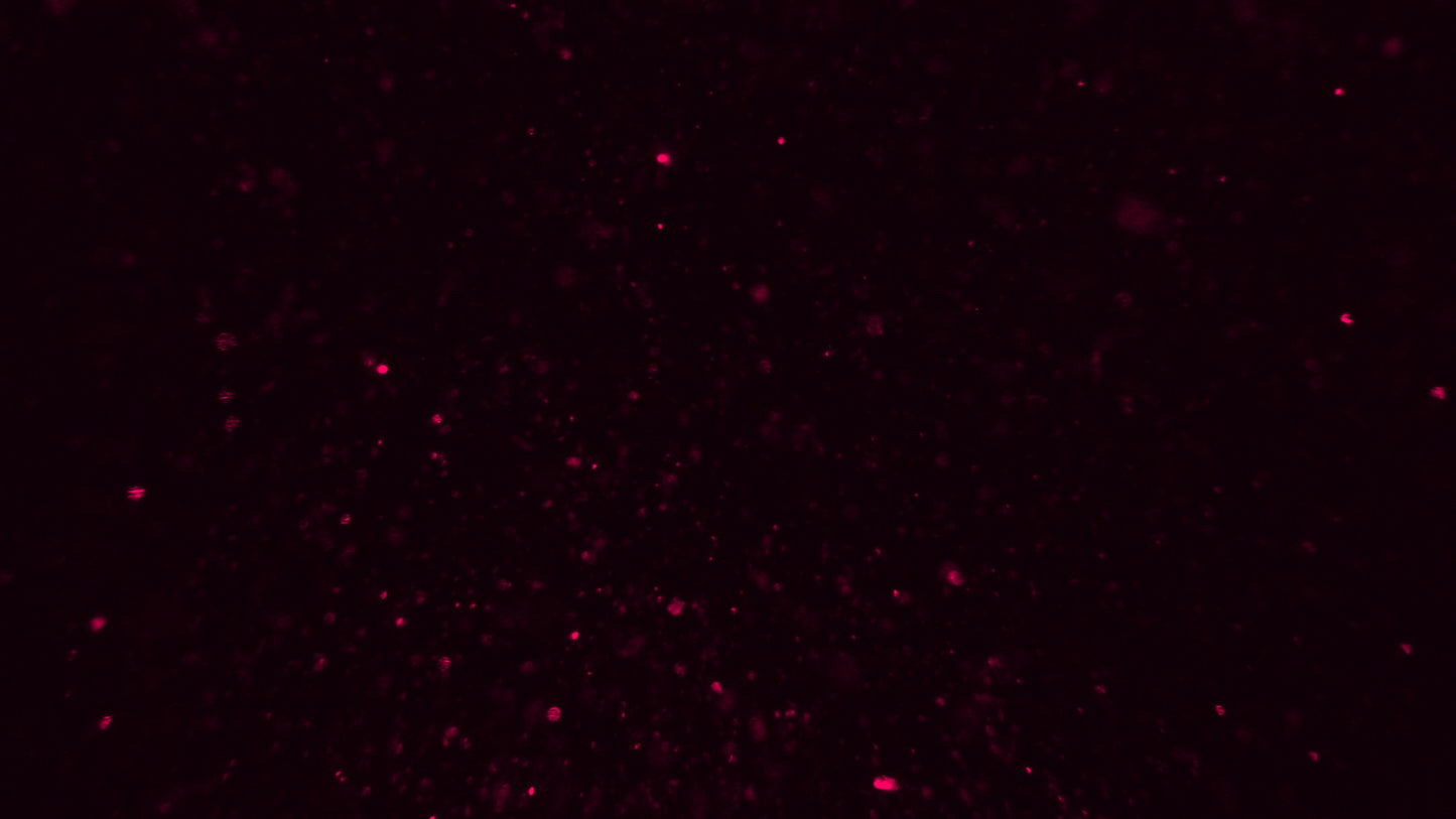 Christmas Glitter 10 Still