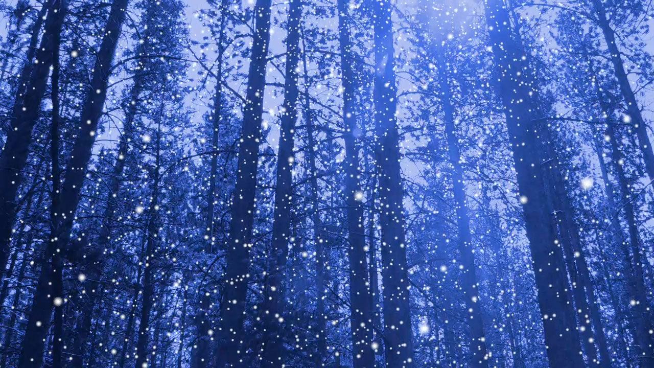 Snow Pines 2