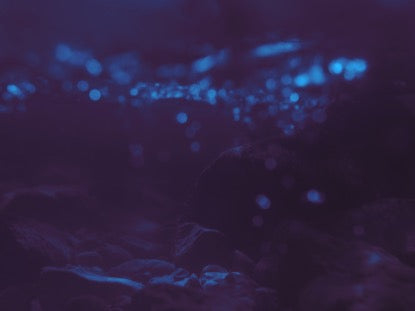 Moody Purple