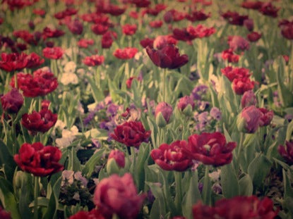 Spring Flowers 4