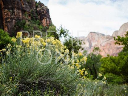 Yellow Flowers