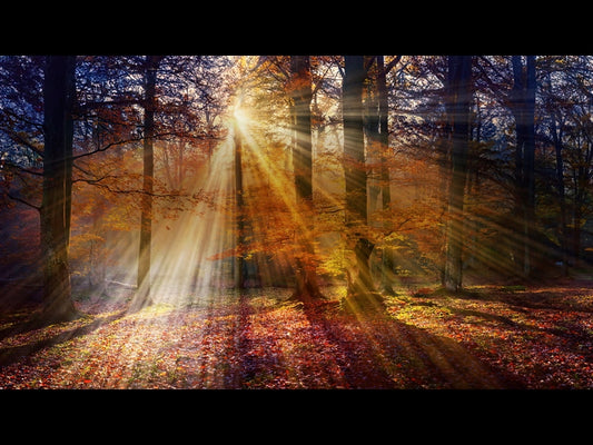 Autumn Light 13
