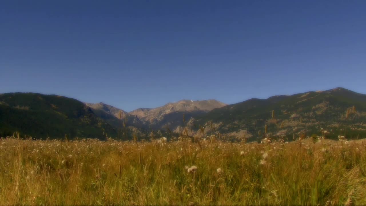 Mountain Meadow