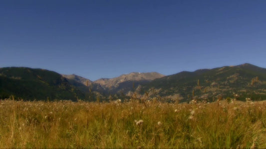 Mountain Meadow