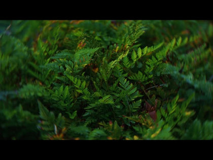 Springs Embrace Motion Background 14