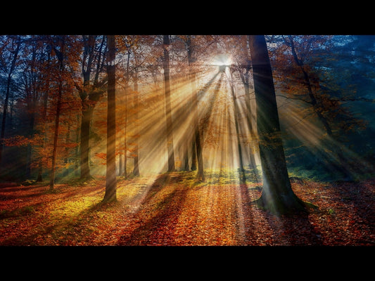 Autumn Light 15