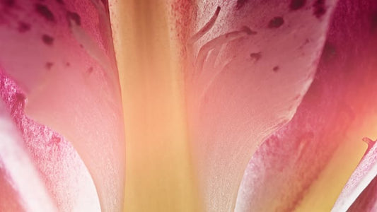 Flowers Of The Field Loops 08