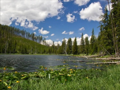 Lake In The Woods