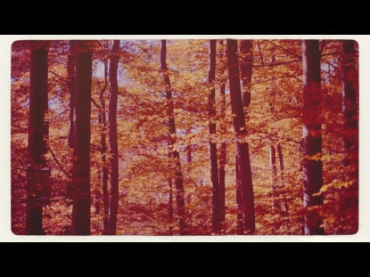 Warm Woods Retro